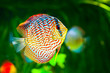 Symphysodon discus