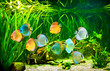 Symphysodon discus