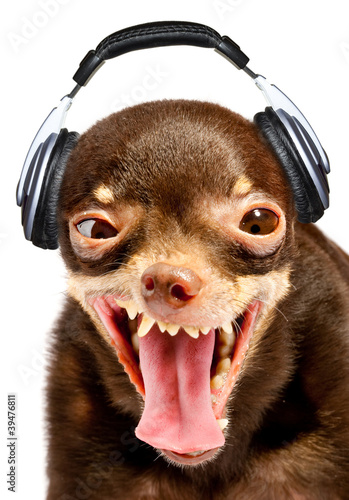 Photo: Ridiculous dog DJ. Ridiculous dog DJ.