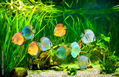 Photo: Symphysodon discus Symphysodon discus