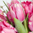 Photo: Tulpen Tulpen