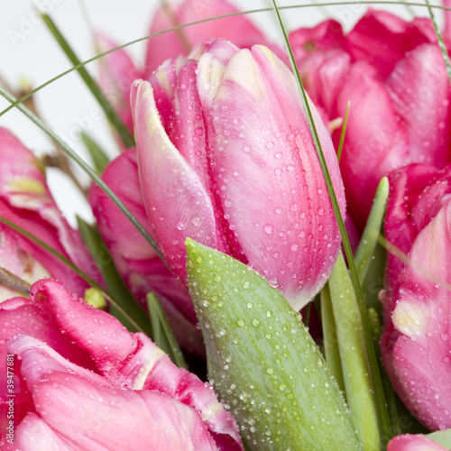 Photo: Tulpen Tulpen