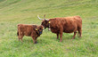 Foto: highland cow - mucca razza highland highland cow - mucca razza highland