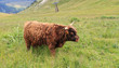 Foto: vitello razza highlander - highland caw vitello razza highlander - highland caw