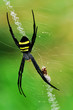 yellow-black spider in her yellow-black spider in her