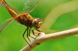 Drogonfly on brance Drogonfly on brance