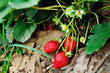 Red, ripe strawberries waiting to be picked. Red, ripe strawberries waiting to be picked.