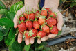 Many strawberris on hand of a woman Many strawberris on hand of a woman