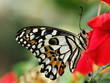 butterfly feeding nutrient on red flower butterfly feeding nutrient on red flower