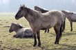 Tarpane im Tierpark Sababurg