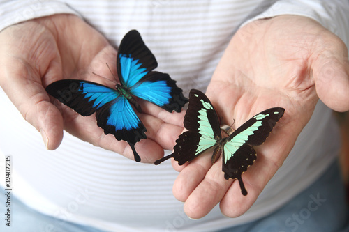Photo: two swallowtail butterflies on a man's hands two swallowtail butterflies on a man's hands