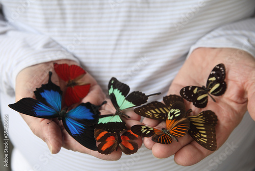 Photo: an assortment of butterflies on a man's hands an assortment of butterflies on a man's hands