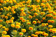 Orange marigolds growing Orange marigolds growing