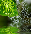 Green leaf in the rain. Shallow DOF