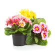 Photo: Plastic growing pots with primula flowers in the spring Plastic growing pots with primula flowers in the spring