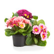 Primroses