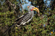 Hornvogel