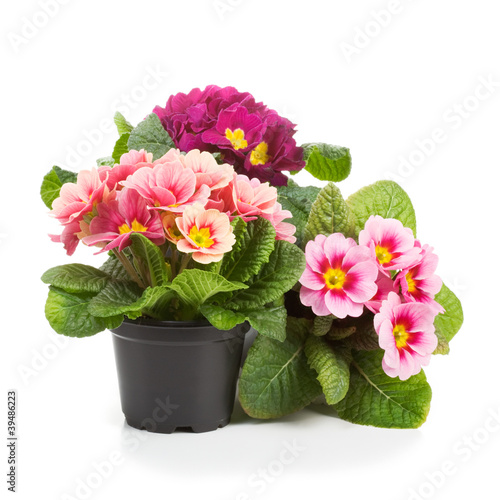 Photo: Primroses Primroses
