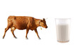 brown cow
