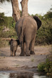 Elefant mit Jungtier
