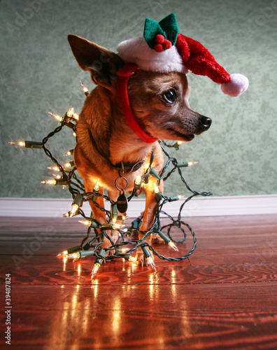 Photo: christmas dog christmas dog