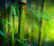 Bamboo