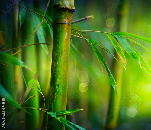Photo: Bamboo Bamboo