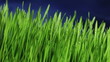 Grass