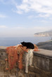 Marina Grande the old fishing port of Sorrento Italy