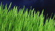 Gras