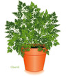 Chervil Herb, Clay Flowerpot. For Fines Herbes, salads, cooking.