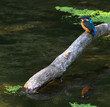 Kingfisher