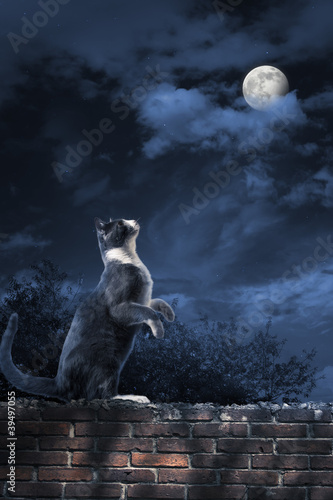 Photo: alley cat standing in the moonlight alley cat standing in the moonlight