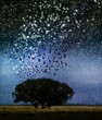 flock of birds