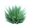 green aloe vera