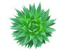 top view aloe vera