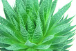 verdant aloe vera