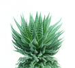 aloe vera reflection on water
