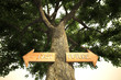 Illustration: environment past future tree sign environment past future tree sign