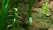 Blauer Fadenfisch