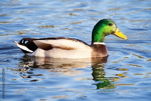 Photo: Drake Mallard Drake Mallard