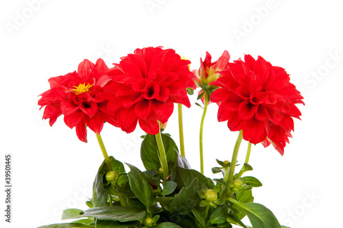 Photo: Red Dahlia flower in closeup Red Dahlia flower in closeup
