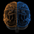 Hemispheres of the brain back view