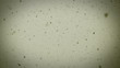 Snow Vintage