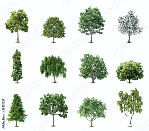 Vektor: Set Trees. Vector Set Trees. Vector