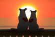 Dogs love