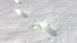 Snow Walk