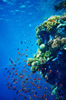 Group of coral fish in blue water.