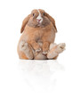 little bunny sitting