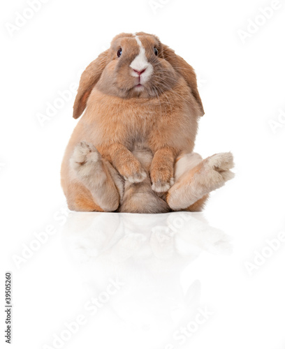 Photo: little bunny sitting little bunny sitting